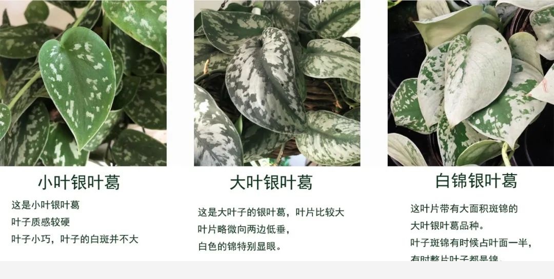 往黃金葛的葉子上噴一種東西，可促進它開花，附黃金葛品種大全