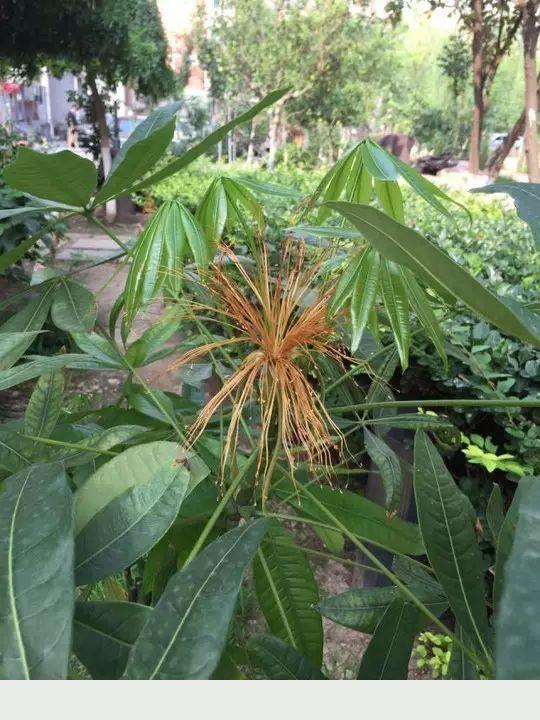 教你養發財樹，兩個月開金花，還能結玉果，幸福吉祥好兆頭