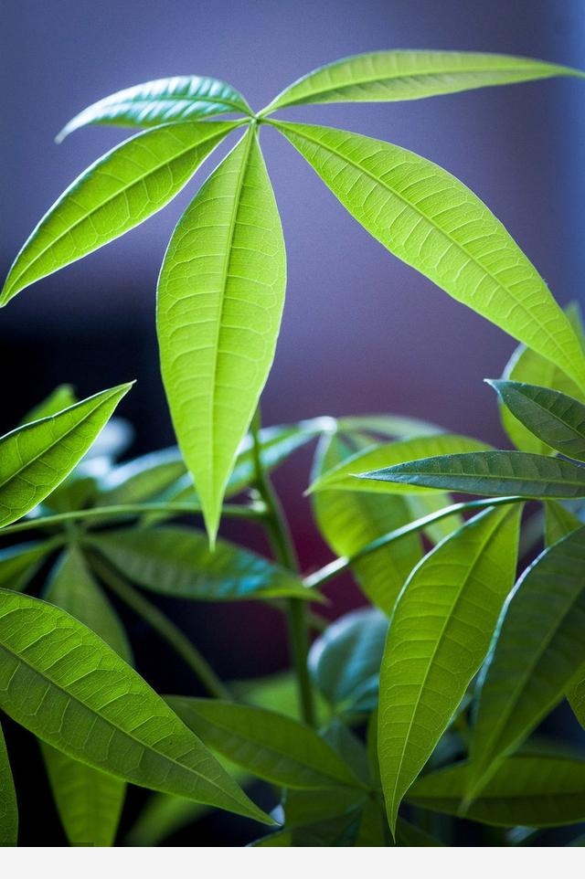 如何養好發財樹？-愛分享的購物狂