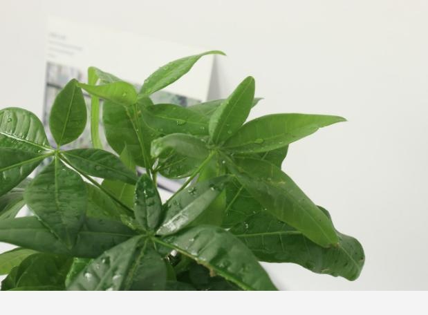 發財樹澆什麼水好？-養花大全的回答