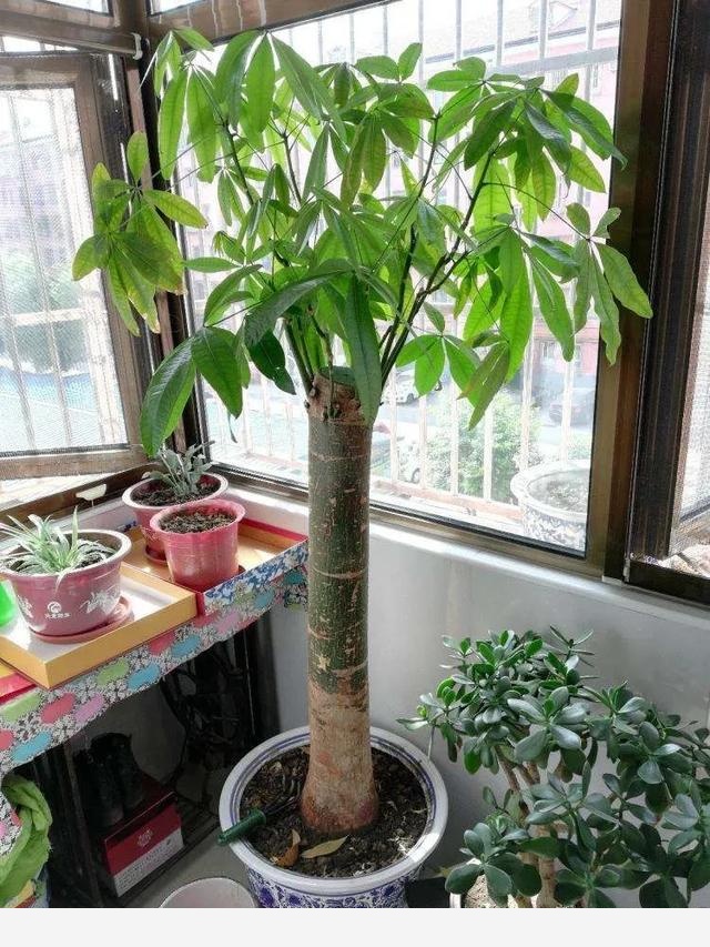 發財樹可以在陽光下曬嗎？-花卉網的回答
