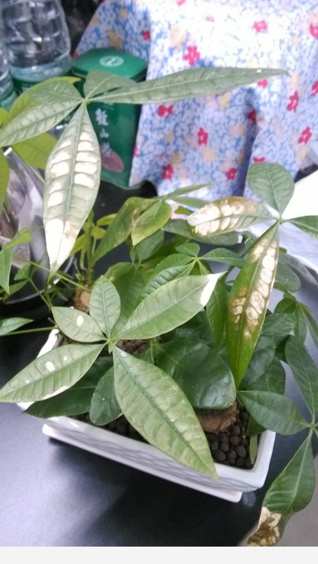 發財樹可以在陽光下曬嗎？-花卉網的回答