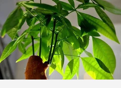 發財樹可以在陽光下曬嗎？-花卉網的回答