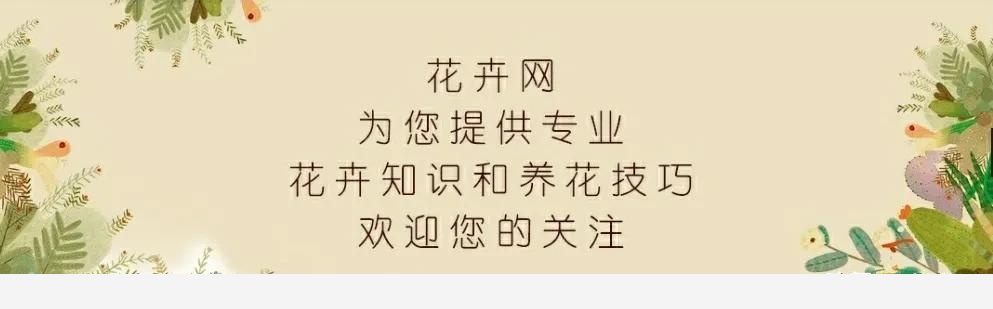 發財樹可以在陽光下曬嗎？-花卉網的回答