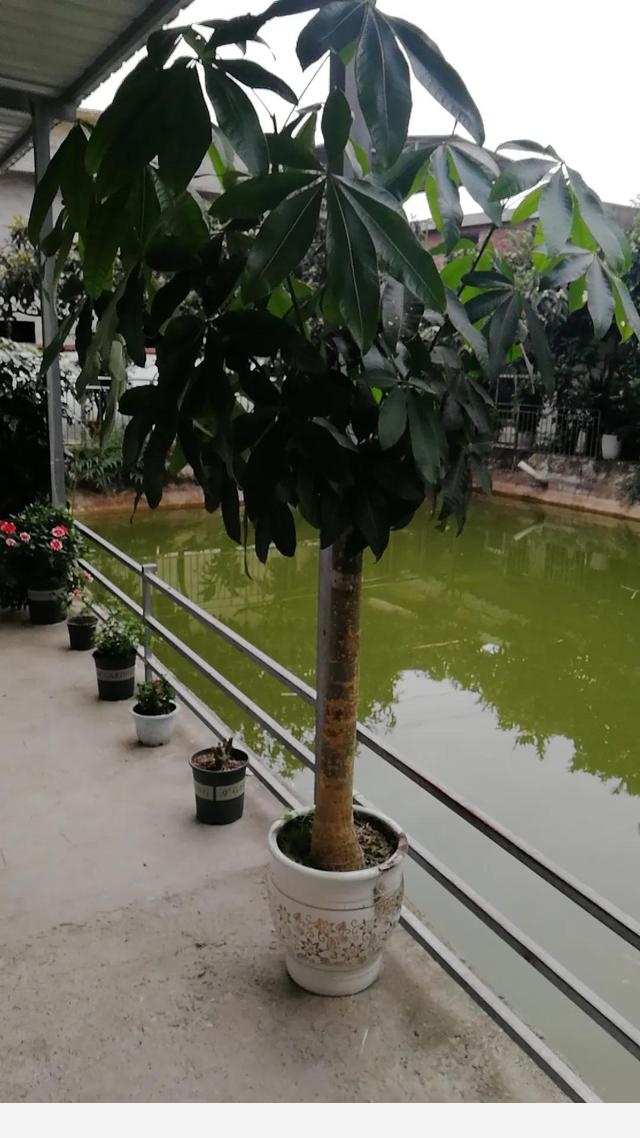 發財樹可以在陽光下曬嗎？-A小王同學的回答