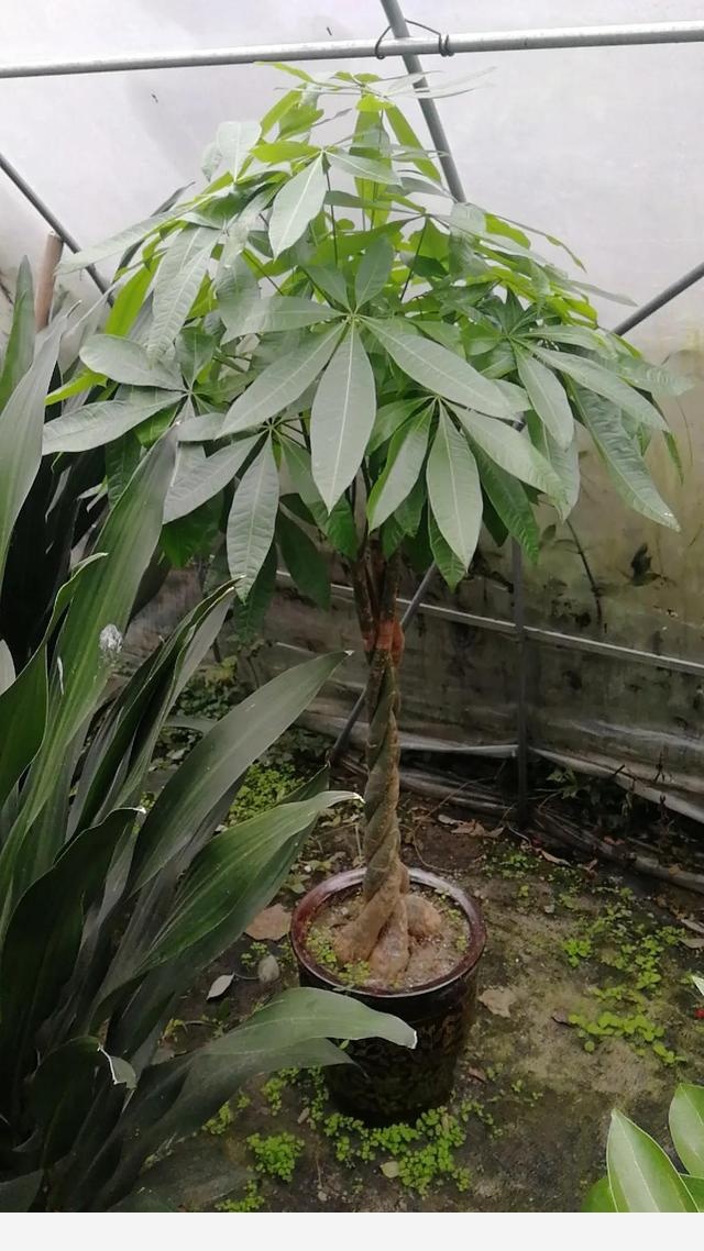 發財樹可以在陽光下曬嗎？-A小王同學的回答