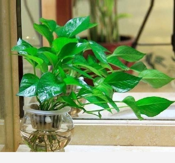 養黃金葛有什麼好處？怎麼養？-花卉妹妹的回答