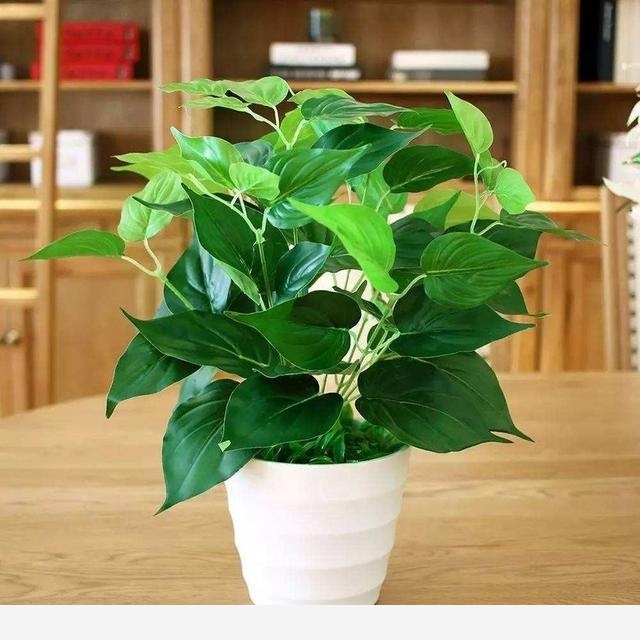 養黃金葛有什麼好處？怎麼養？-花卉妹妹的回答