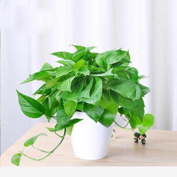 養黃金葛有什麼好處？怎麼養？-花卉妹妹的回答