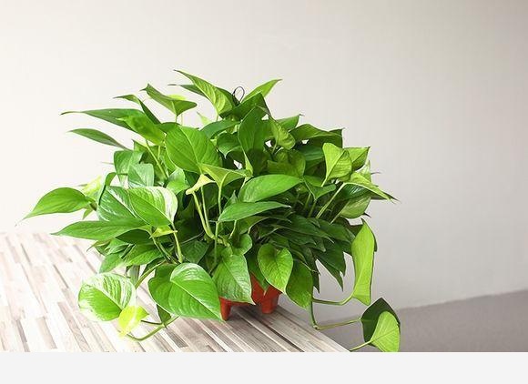 養黃金葛有什麼好處？怎麼養？-花卉妹妹的回答