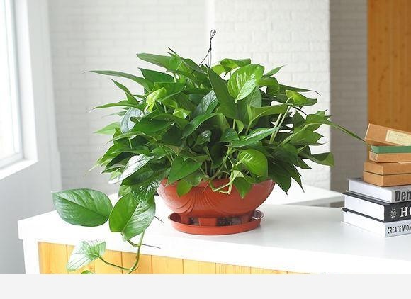 養黃金葛有什麼好處？怎麼養？-花卉妹妹的回答