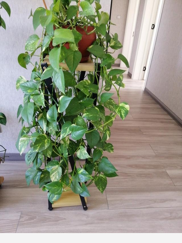 請問室內養黃金葛怎麼養呢？-愛養花的貓咪的回答