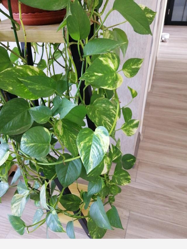 請問室內養黃金葛怎麼養呢？-愛養花的貓咪的回答