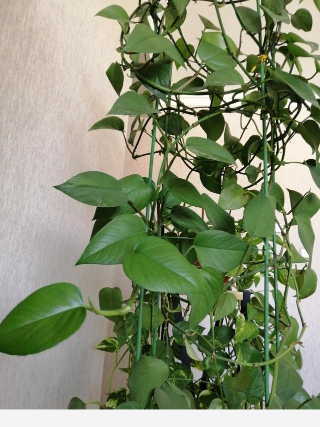 請問室內養黃金葛怎麼養呢？-愛養花的貓咪的回答