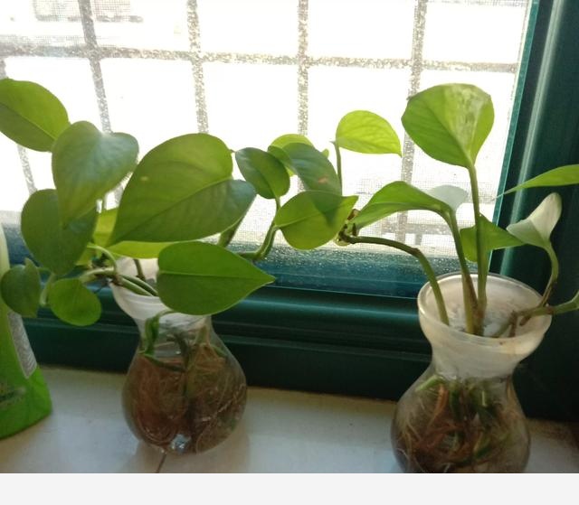黃金葛多久澆水一次？-西門白甫話三農的回答