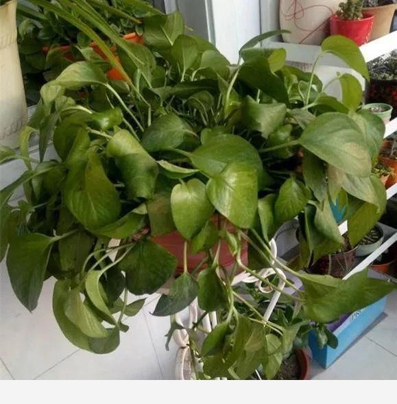 黃金葛葉子都蔫了是怎麼回事？應該怎麼辦？-花卉網的回答