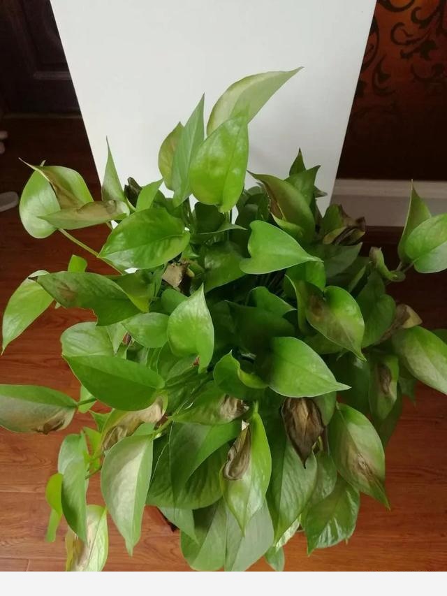 黃金葛葉子都蔫了是怎麼回事？應該怎麼辦？-花卉網的回答