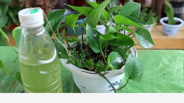 黃金葛葉子都蔫了是怎麼回事？應該怎麼辦？-花卉網的回答