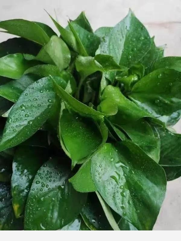 為什麼很多人都愛在家裡養黃金葛，對人有什麼好處？-我是阿堅的回答
