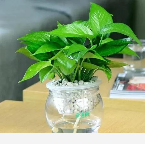 為什麼很多人都愛在家裡養黃金葛，對人有什麼好處？-我是阿堅的回答