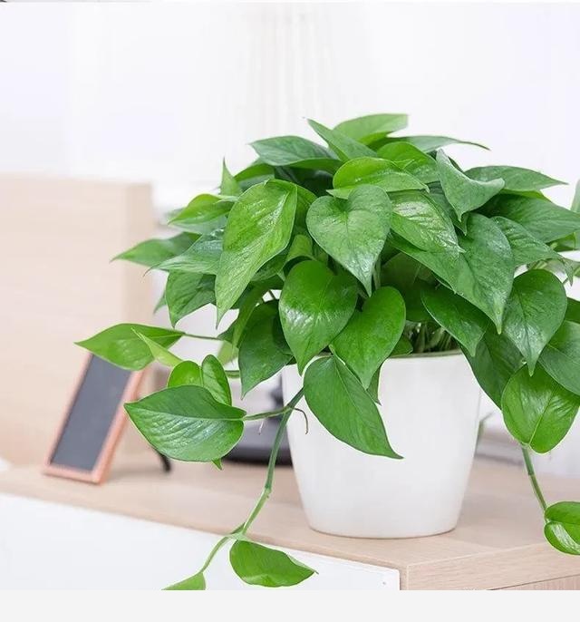 為什麼很多人都愛在家裡養黃金葛，對人有什麼好處？-我是阿堅的回答