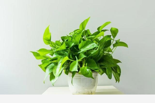 為什麼很多人都愛在家裡養黃金葛，對人有什麼好處？-我是阿堅的回答