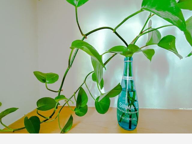 為什麼很多人都愛在家裡養黃金葛，對人有什麼好處？-櫻子樂生活的回答