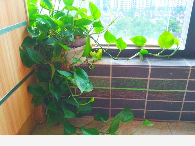 為什麼很多人都愛在家裡養黃金葛，對人有什麼好處？-櫻子樂生活的回答