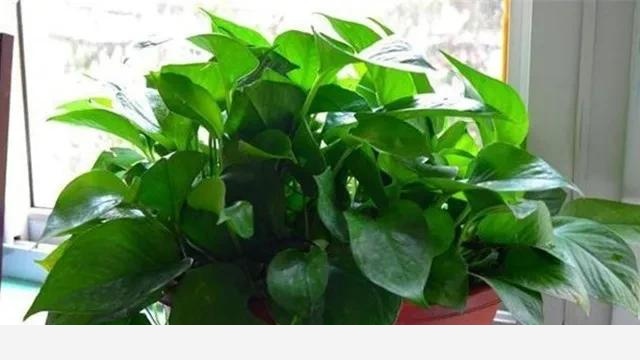 黃金葛水養好還是土養好？-陳大媽的幸福生活的回答