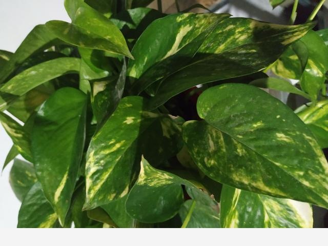 黃金葛澆水施肥它都不長葉子葉子有點像銹了一樣是不是生病了？-果農小齊哥的回答