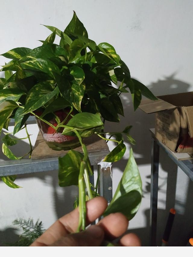 黃金葛澆水施肥它都不長葉子葉子有點像銹了一樣是不是生病了？-果農小齊哥的回答
