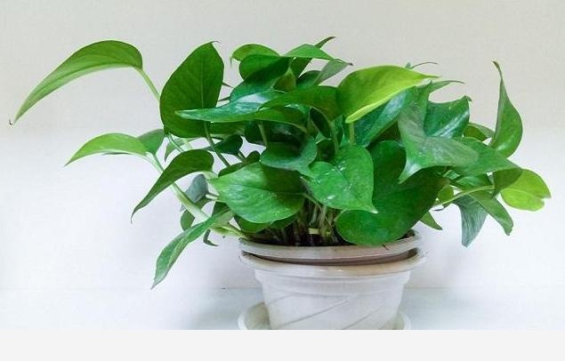 黃金葛移植後爛根怎麼回事？-小粉絲園藝的回答
