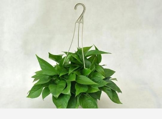 黃金葛移植後爛根怎麼回事？-小粉絲園藝的回答
