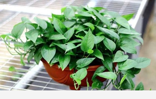 黃金葛移植後爛根怎麼回事？-小粉絲園藝的回答