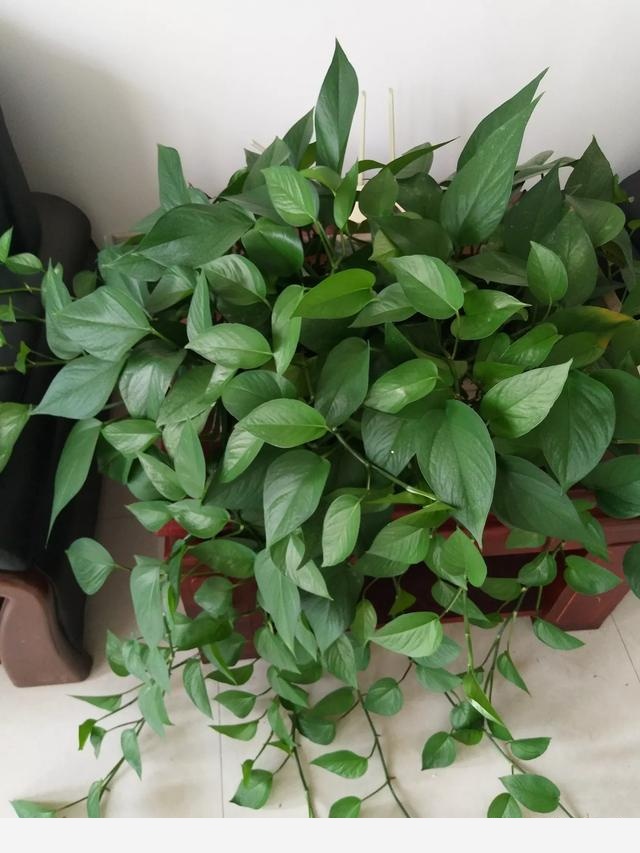 黃金葛葉子上有發黏的蟲子怎麼辦？-張棟聊三農的回答