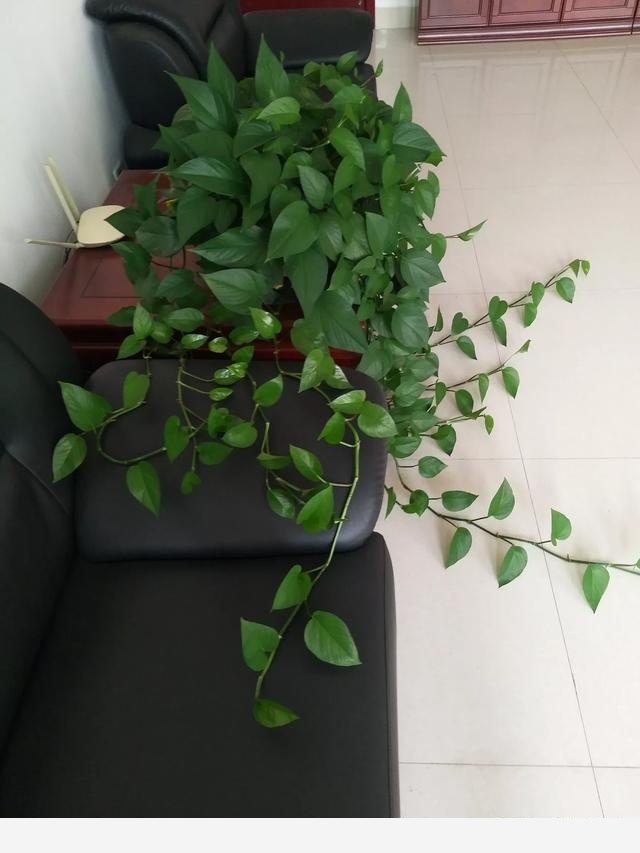 黃金葛葉子上有發黏的蟲子怎麼辦？-張棟聊三農的回答