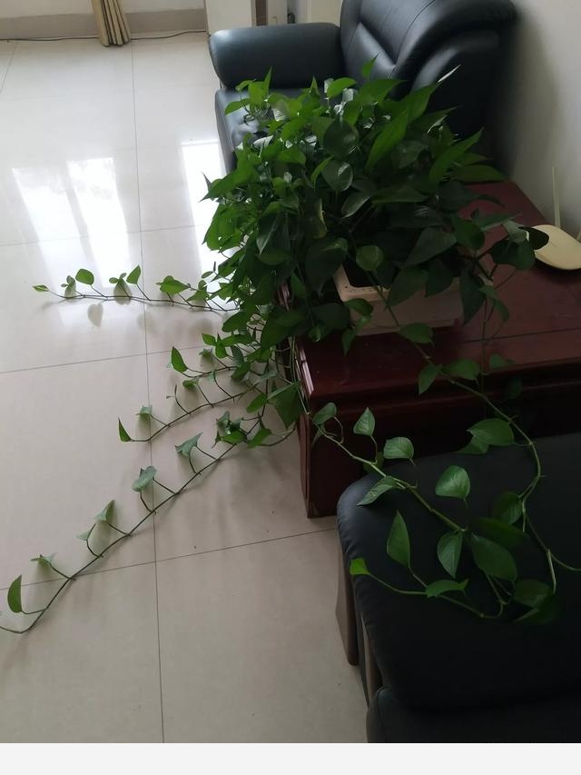 黃金葛葉子上有發黏的蟲子怎麼辦？-張棟聊三農的回答