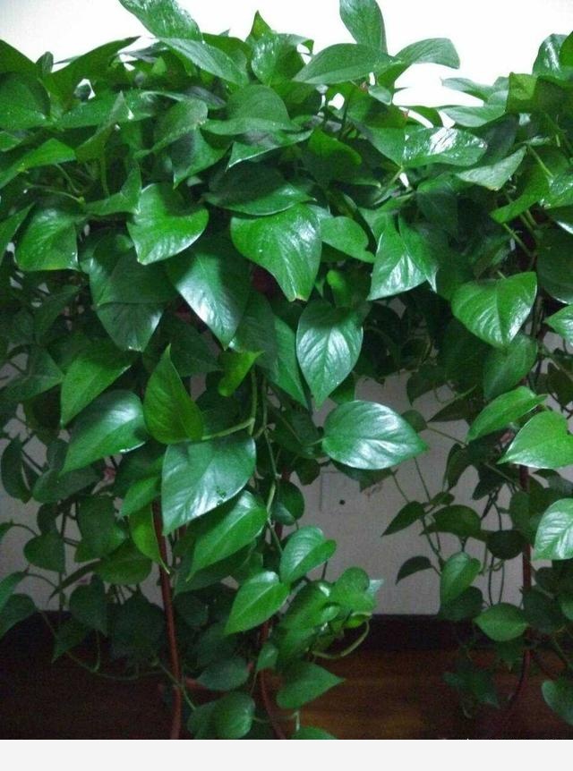 黃金葛葉子發白怎麼辦？還能綠過來嗎？-青青草55的回答