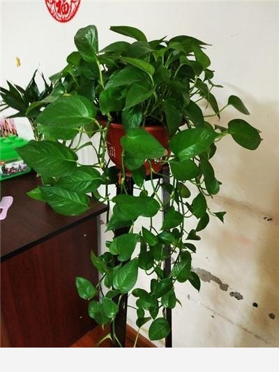 黃金葛澆水施肥它都不長葉子葉子有點像銹了一樣是不是生病了？-阿茂吃的回答
