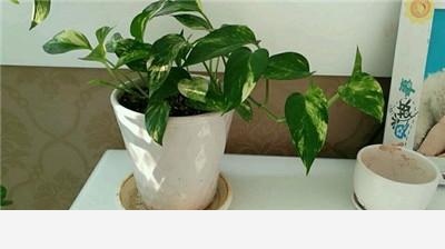 黃金葛澆水施肥它都不長葉子葉子有點像銹了一樣是不是生病了？-阿茂吃的回答