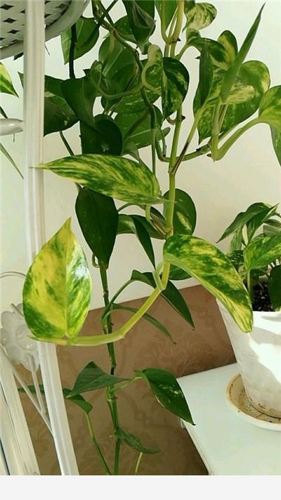 黃金葛澆水施肥它都不長葉子葉子有點像銹了一樣是不是生病了？-阿茂吃的回答