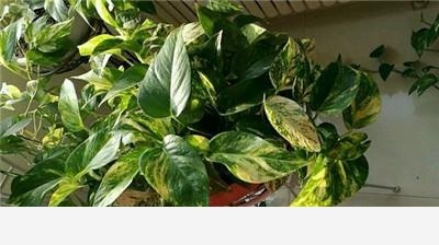 黃金葛澆水施肥它都不長葉子葉子有點像銹了一樣是不是生病了？-阿茂吃的回答