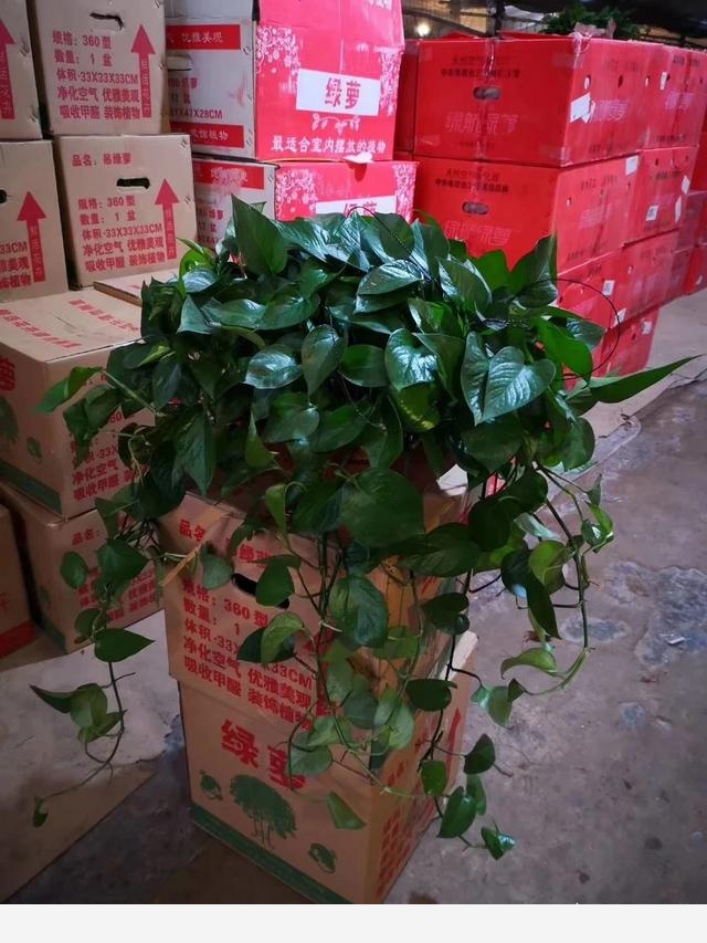 黃金葛澆水施肥它都不長葉子葉子有點像銹了一樣是不是生病了？-濤子說說的回答