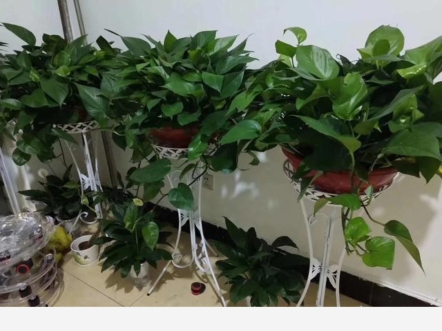 黃金葛澆水施肥它都不長葉子葉子有點像銹了一樣是不是生病了？-濤子說說的回答
