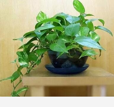 黃金葛澆水施肥它都不長葉子葉子有點像銹了一樣是不是生病了？-陽臺花園菜園的回答