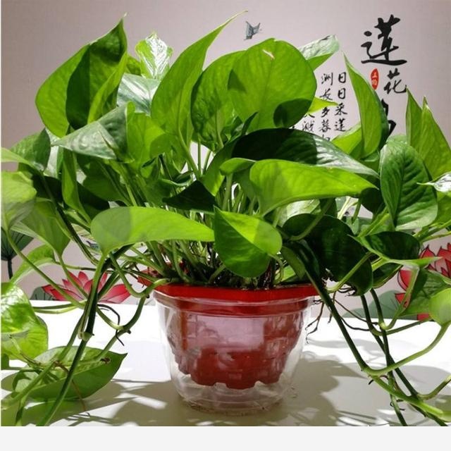 黃金葛澆水施肥它都不長葉子葉子有點像銹了一樣是不是生病了？-陽臺花園菜園的回答
