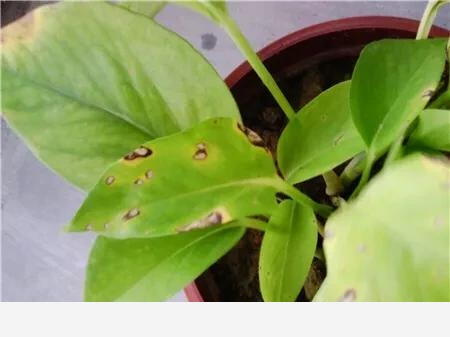 黃金葛澆水施肥它都不長葉子葉子有點像銹了一樣是不是生病了？-三農的心聲的回答