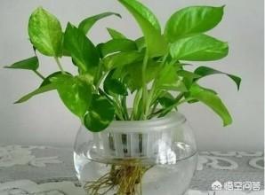 黃金葛移植後爛根怎麼回事？-楓林教你學養花的回答