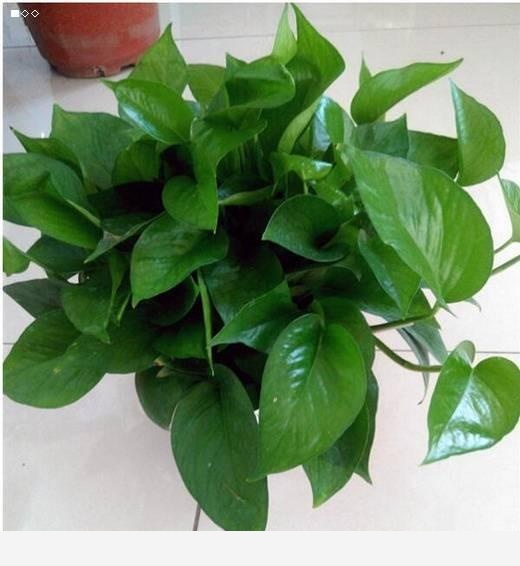 黃金葛移植後爛根怎麼回事？-楓林教你學養花的回答
