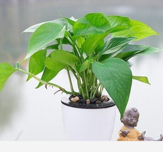 黃金葛移植後爛根怎麼回事？-花卉網的回答